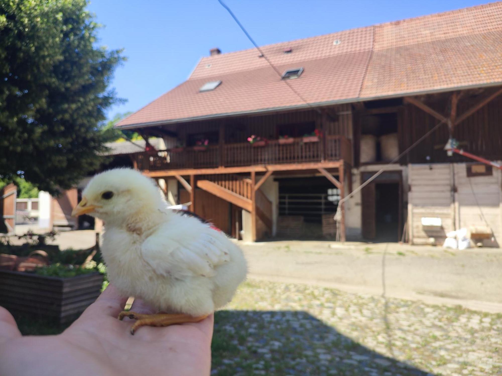 Chez Marguerite A La Ferme Apartment Horbourg-Wihr
